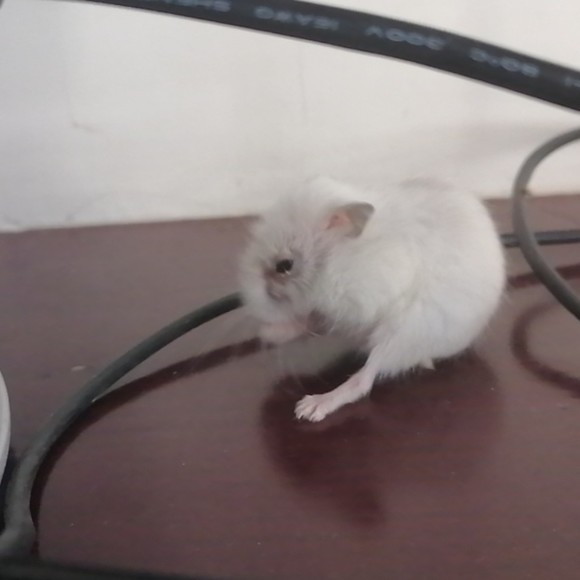 Meet your Posher, Shirleyperch - Picture 1 of 1